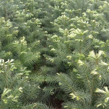 本人培植大量杉木苗，一年苗，杉树苗欢迎各位老板种稙户订购