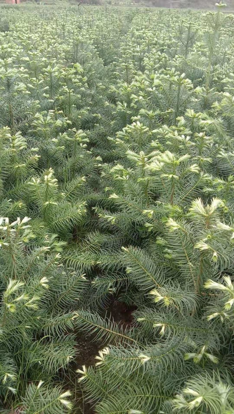 本人培植大量杉木苗，一年苗，杉树苗欢迎各位老板种稙户订购