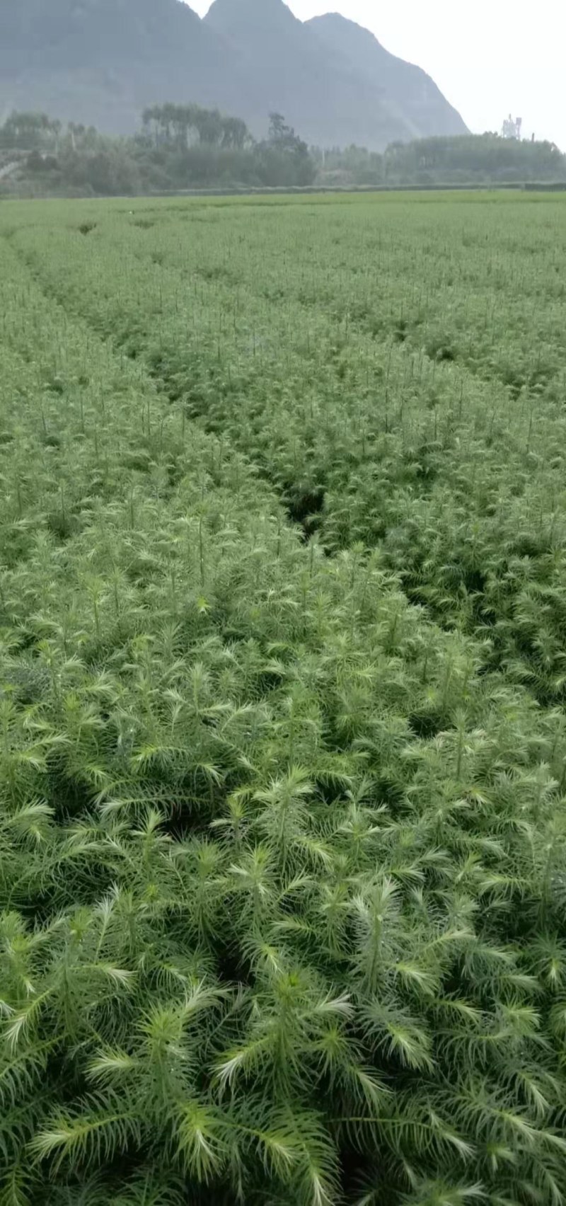 本人培植大量杉木苗，一年苗，杉树苗欢迎各位老板种稙户订购
