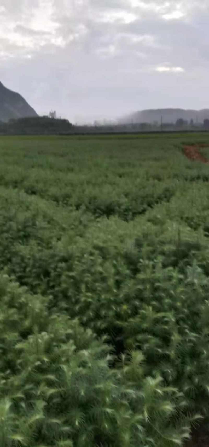 本人培植大量杉木苗，一年苗，杉树苗欢迎各位老板种稙户订购