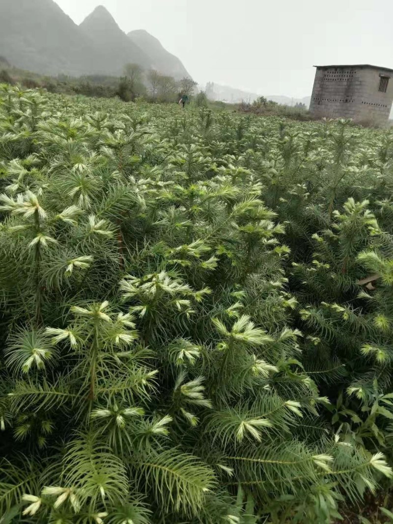 本人培植大量杉木苗，一年苗，杉树苗欢迎各位老板种稙户订购