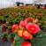 重瓣丽格海棠带花苞四季开花办公室花卉盆栽易养易活基地