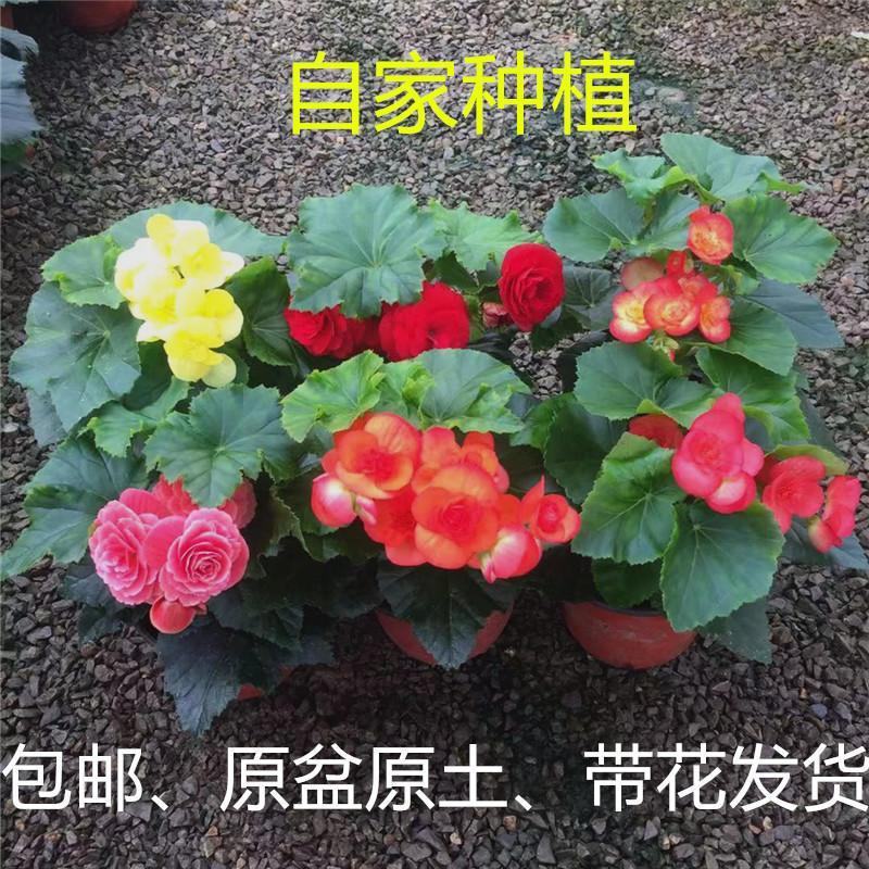 重瓣丽格海棠带花苞四季开花办公室花卉盆栽易养易活基地