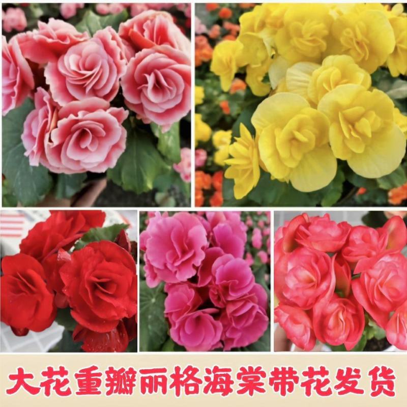 重瓣丽格海棠带花苞四季开花办公室花卉盆栽易养易活基地