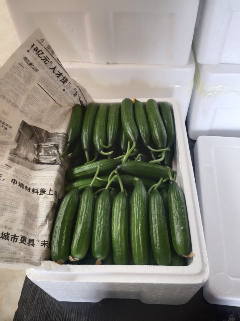 孝海文洋精品水果黄瓜，泡沫箱打包发货中量大价优