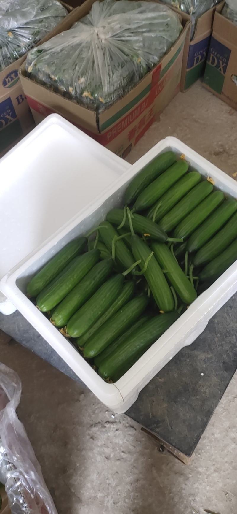 孝海文洋精品水果黄瓜，泡沫箱打包发货中量大价优