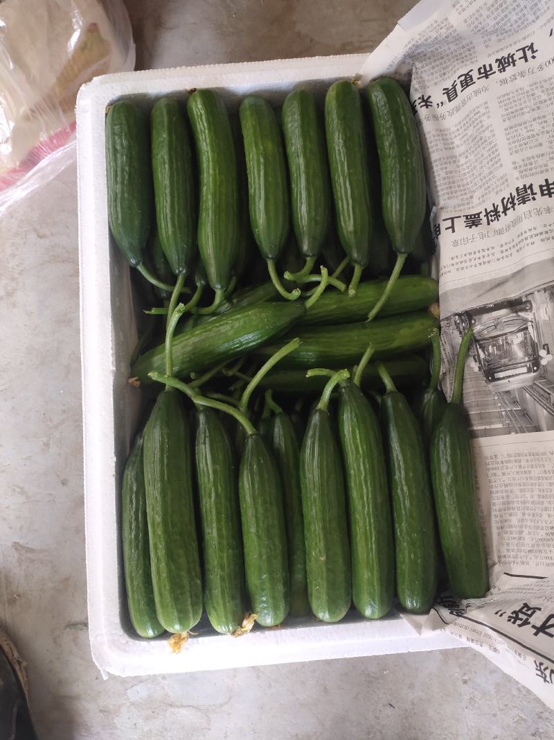 孝海文洋精品水果黄瓜，泡沫箱打包发货中量大价优