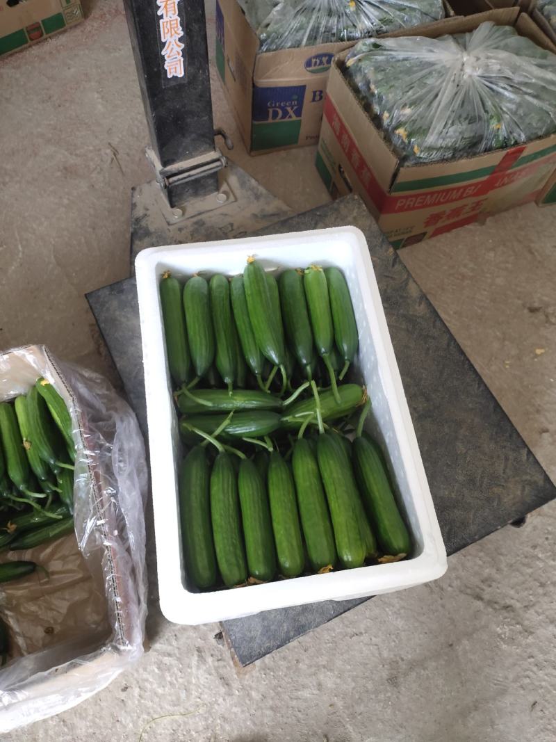 孝海文洋精品水果黄瓜，泡沫箱打包发货中量大价优