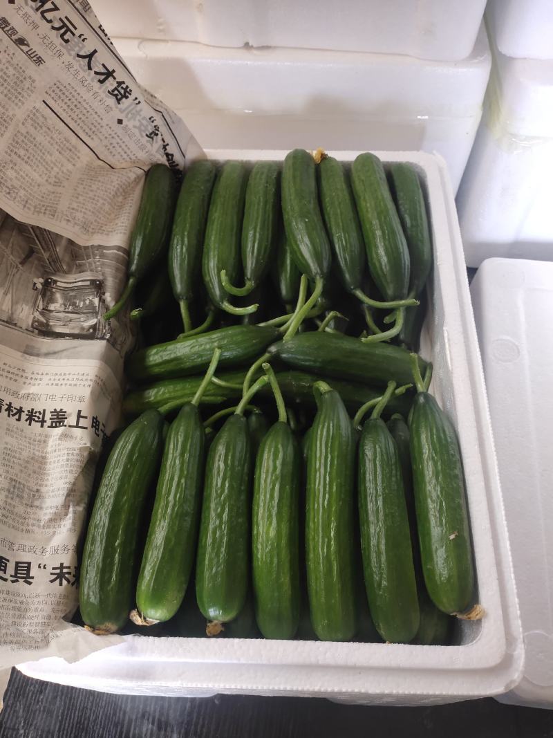 孝海文洋精品水果黄瓜，泡沫箱打包发货中量大价优