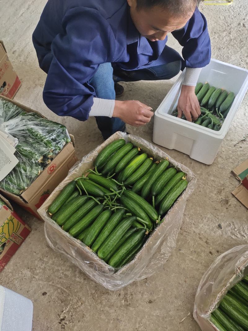 孝海文洋精品水果黄瓜，泡沫箱打包发货中量大价优