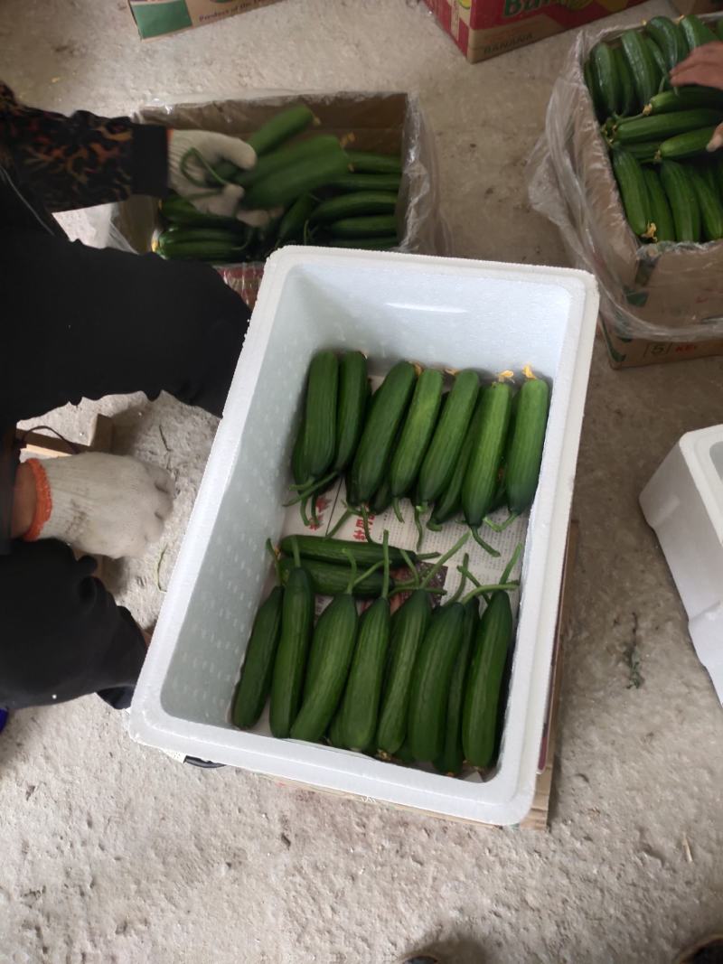 孝海文洋精品水果黄瓜，泡沫箱打包发货中量大价优