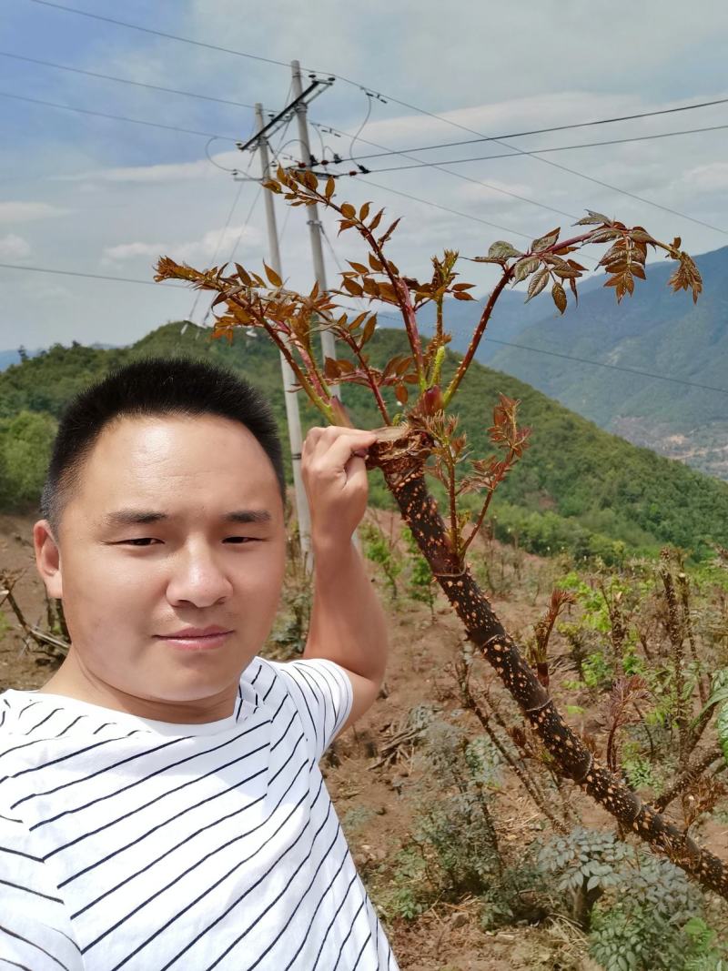 云南刺老包种苗，根系好，成活好，签合同包回收