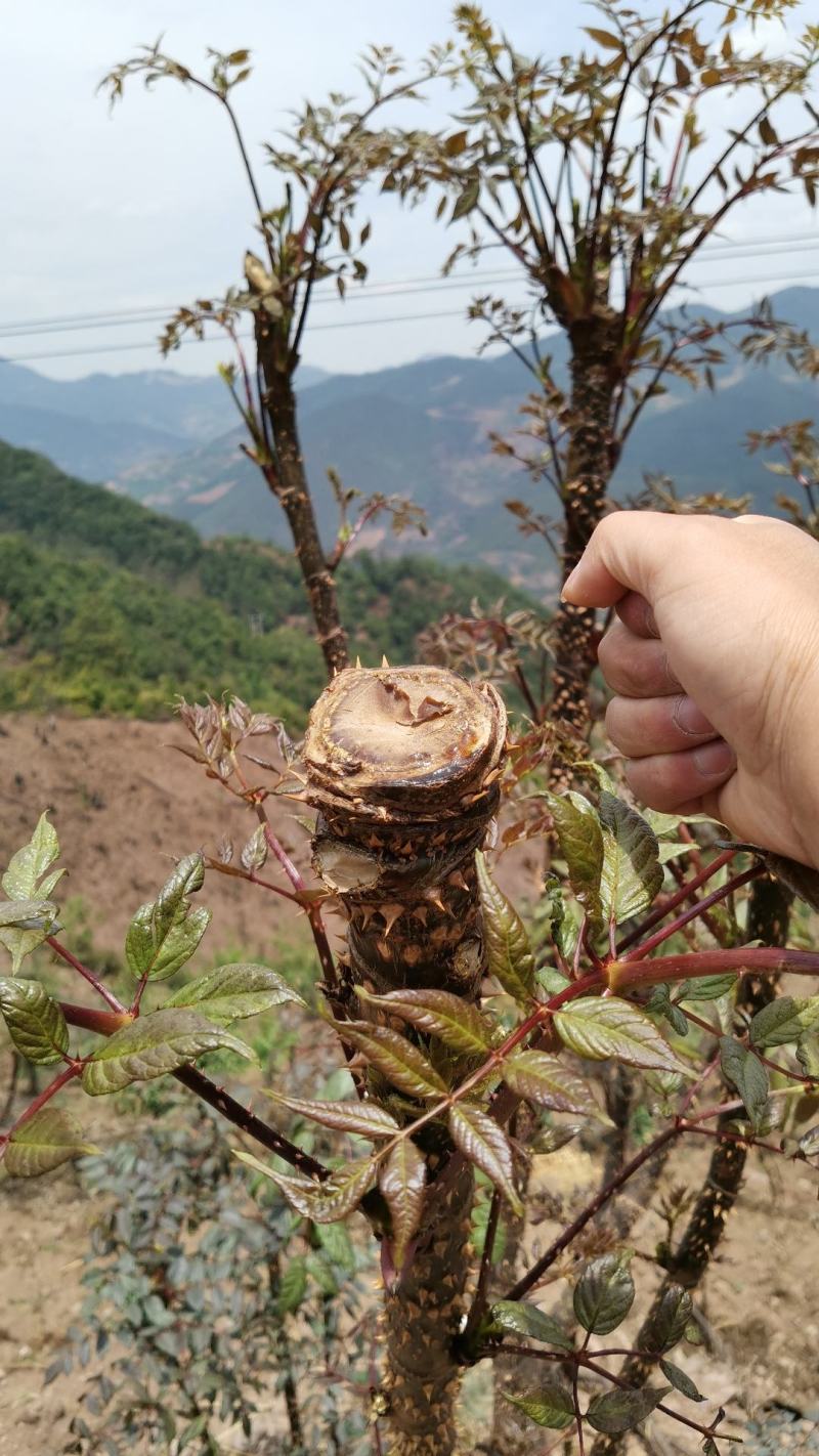 云南刺老包种苗，根系好，成活好，签合同包回收