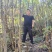 云南刺老包种苗，根系好，成活好，签合同包回收