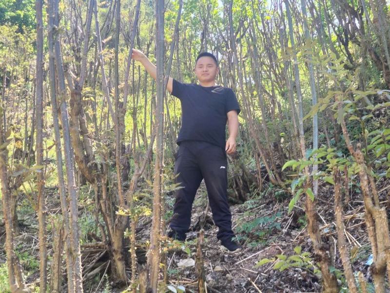 云南刺老包种苗，根系好，成活好，签合同包回收