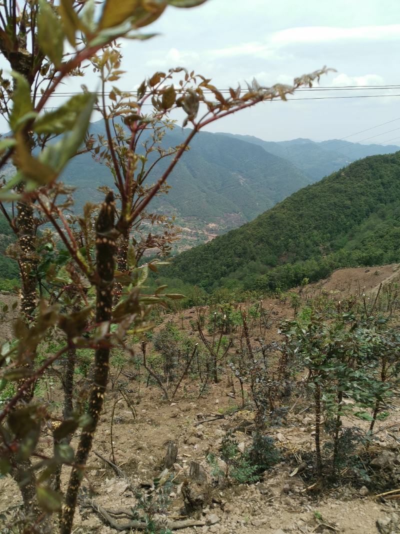 云南刺老包种苗，根系好，成活好，签合同包回收