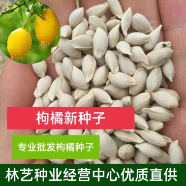 枸橘种子枳壳种籽积壳籽香橙种子嫁接砧木树种子带刺围墙篱笆