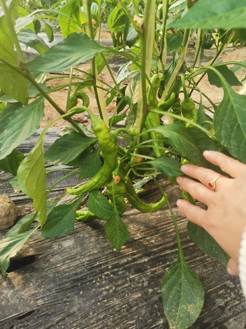 螺丝椒大量上市