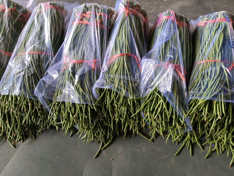 山东省青州市优质精品豆角