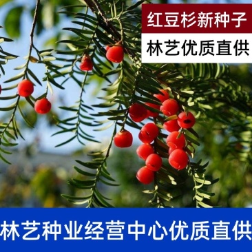 红豆杉种子沙藏正宗曼地亚红豆杉种子东北南方北方红豆杉