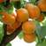 新品种杏树苗大果树凯特金太阳现挖现发包成活包结