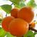 新品种杏树苗大果树凯特金太阳现挖现发包成活包结
