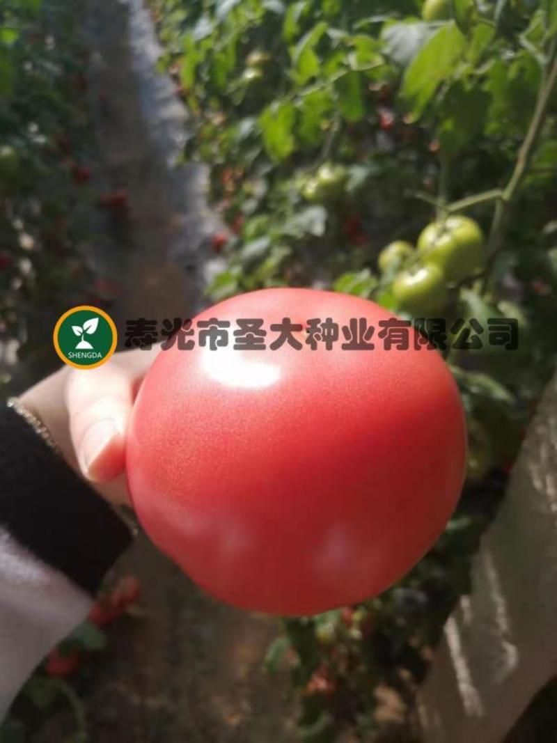 西红柿种子硬粉抗死棵荷兰引进越冬耐寒好大果型番茄种子
