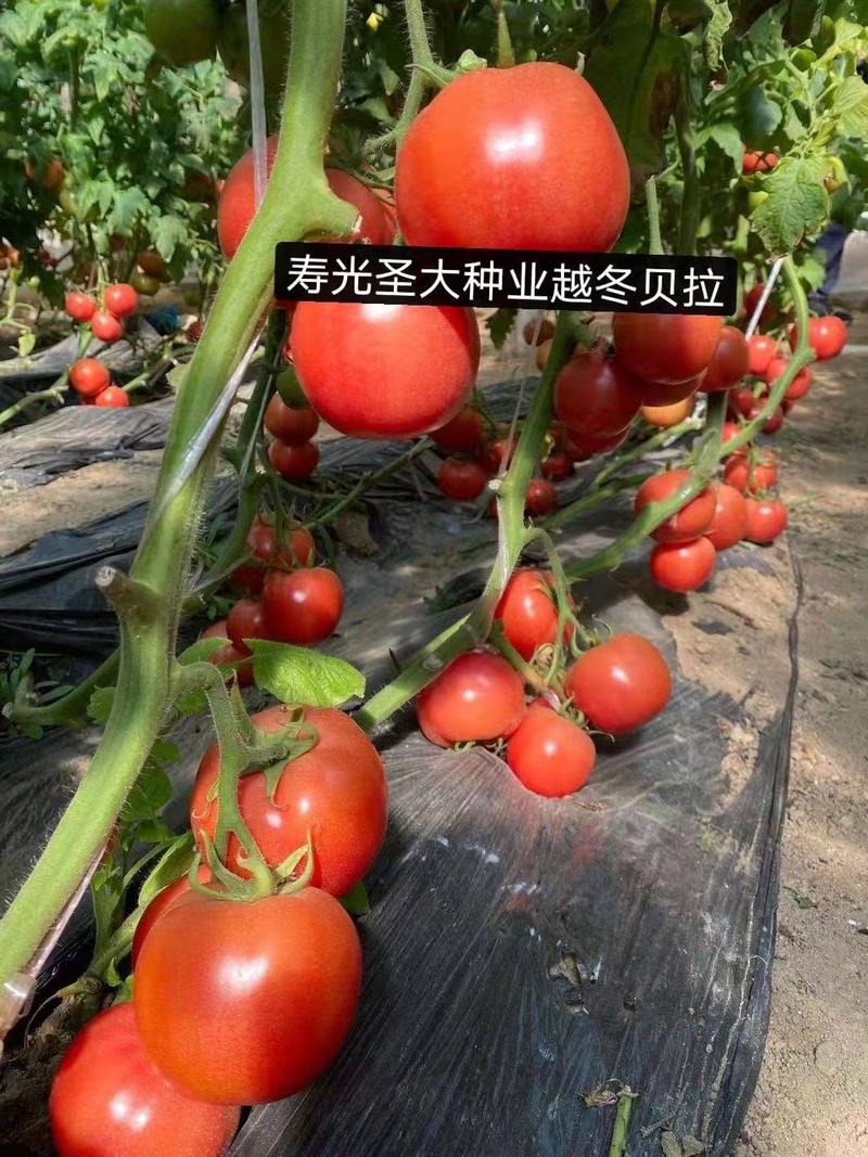 西红柿种子硬粉抗死棵荷兰引进越冬耐寒好大果型番茄种子
