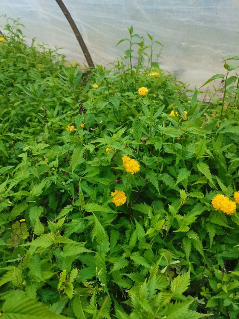 棣棠，营养杯棣棠！绿化棣棠，棣棠，棣棠！
