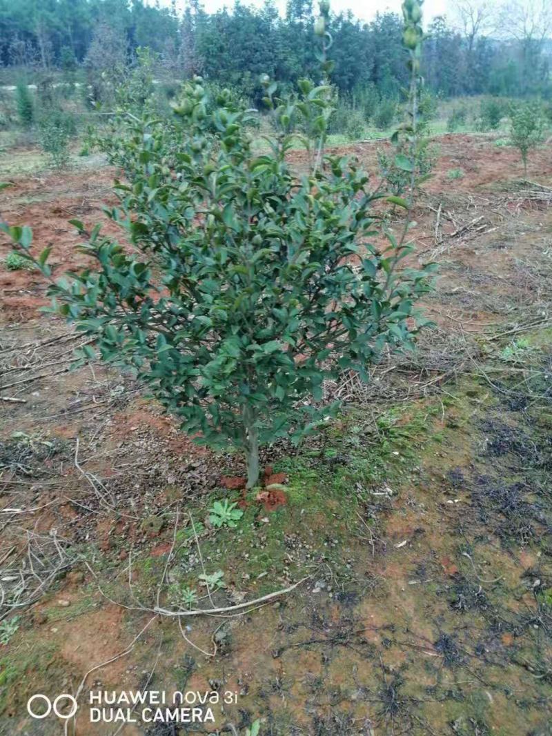 长林系六年生油茶树带土球发货