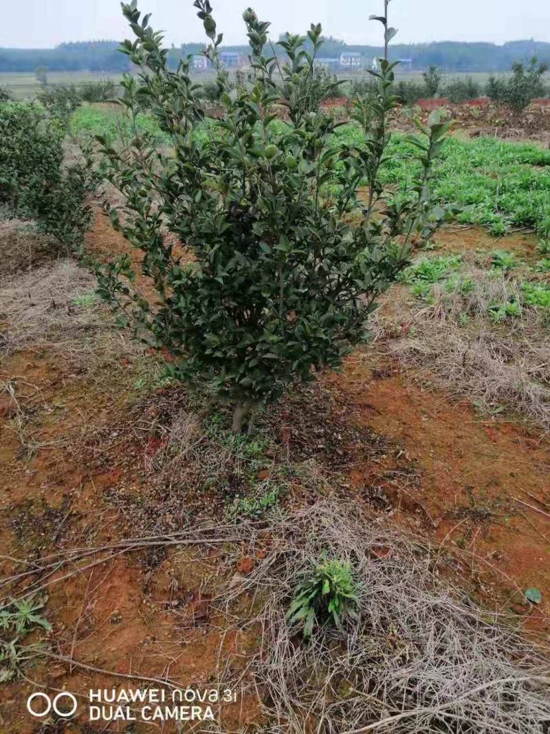 长林系六年生油茶树带土球发货