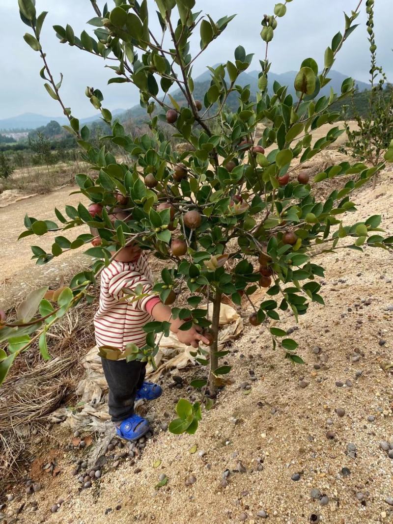 长林系六年生油茶树带土球发货