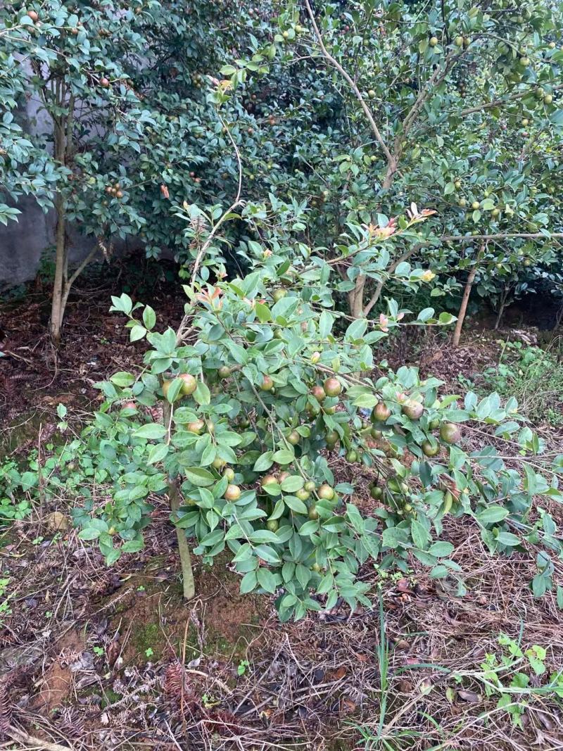 长林系六年生油茶树带土球发货