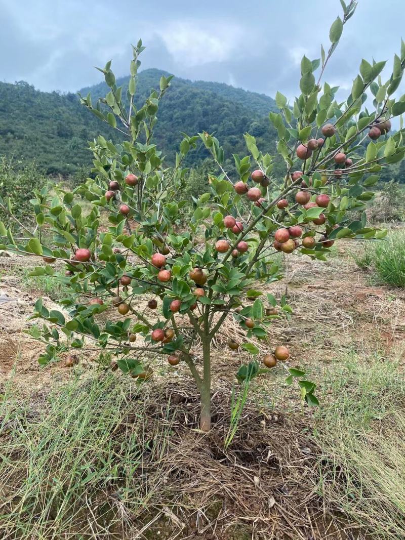 长林系六年生油茶树带土球发货