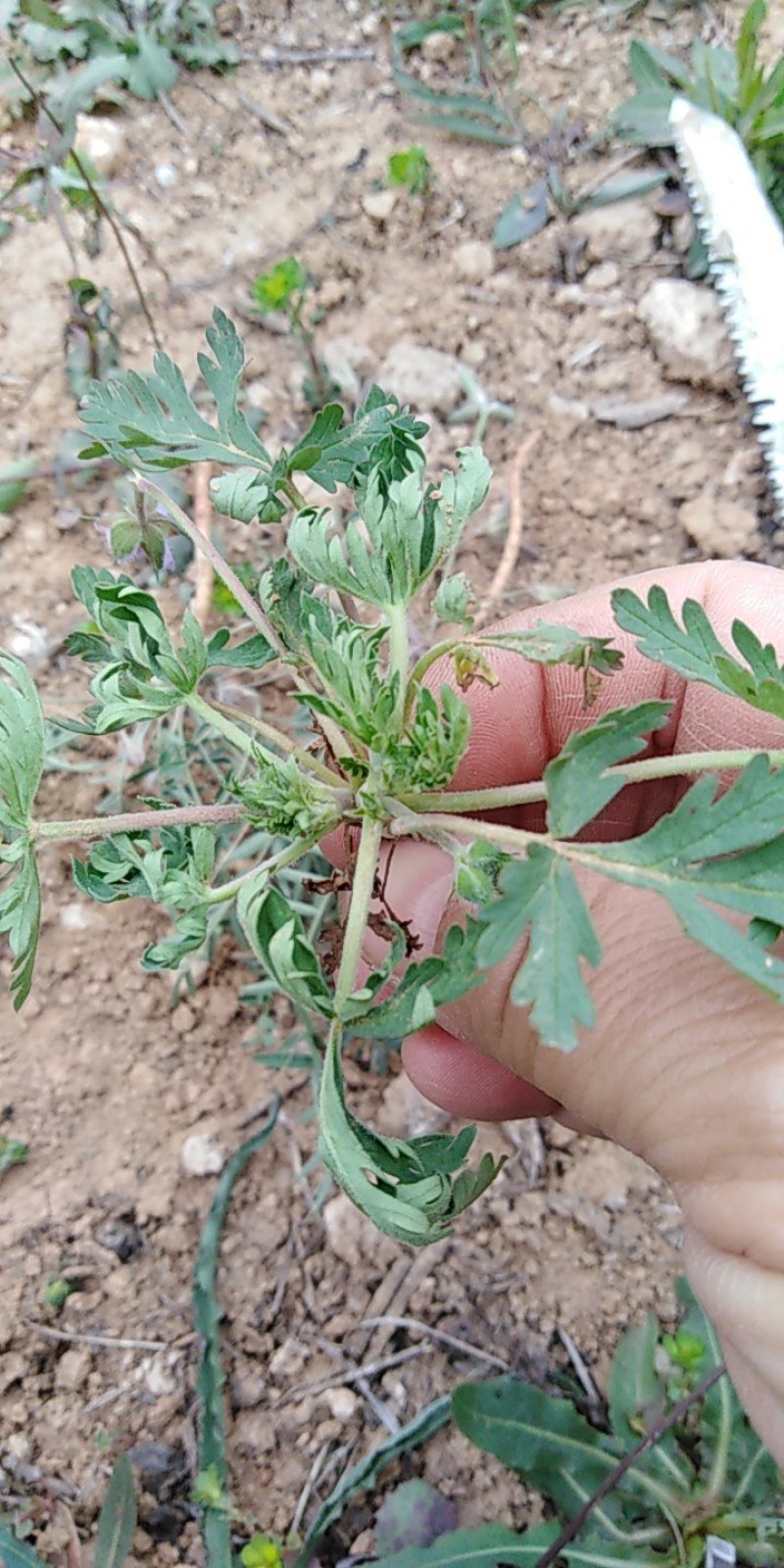 老鹳草