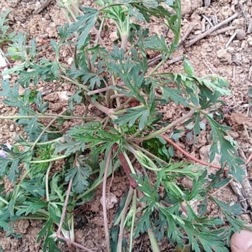 老鹳草