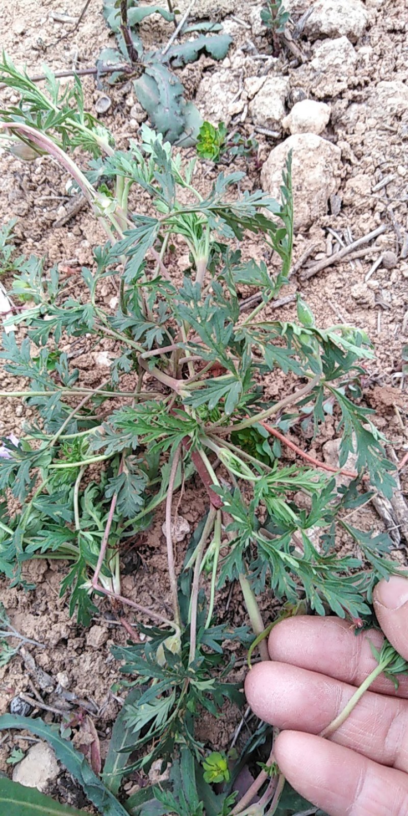 老鹳草