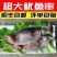 鱿鱼串铁板大鱿鱼八爪鱼鲜活冷冻须烧烤串串肉串食品半成品批