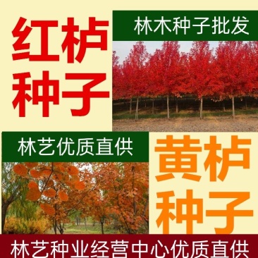 黄栌种子红栌种子新采精选彩叶树种子红叶绿化苗木种