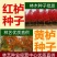 黄栌种子红栌种子新采精选彩叶树种子红叶绿化苗木种