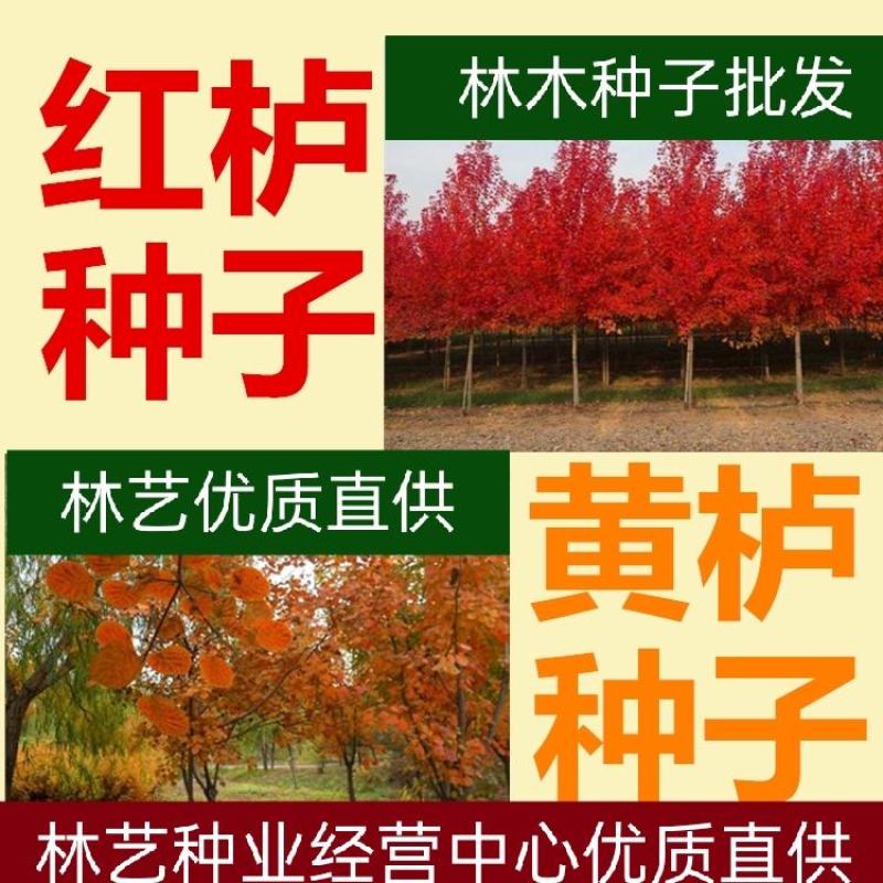 黄栌种子红栌种子新采精选彩叶树种子红叶绿化苗木种