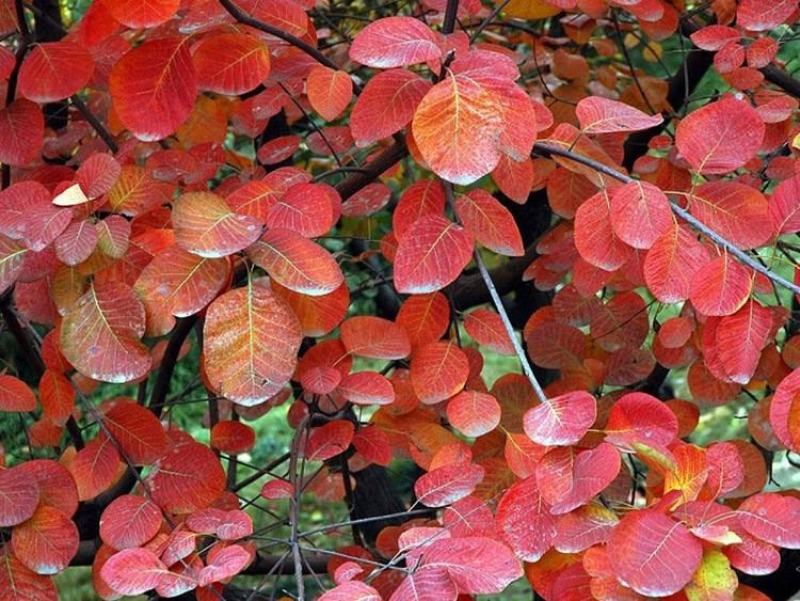 黄栌种子红栌种子新采精选彩叶树种子红叶绿化苗木种