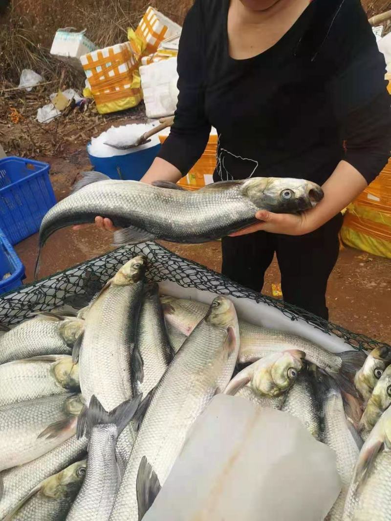翘壳鱼（翘嘴鱼）批发零售销售一千公里内可以水车发货