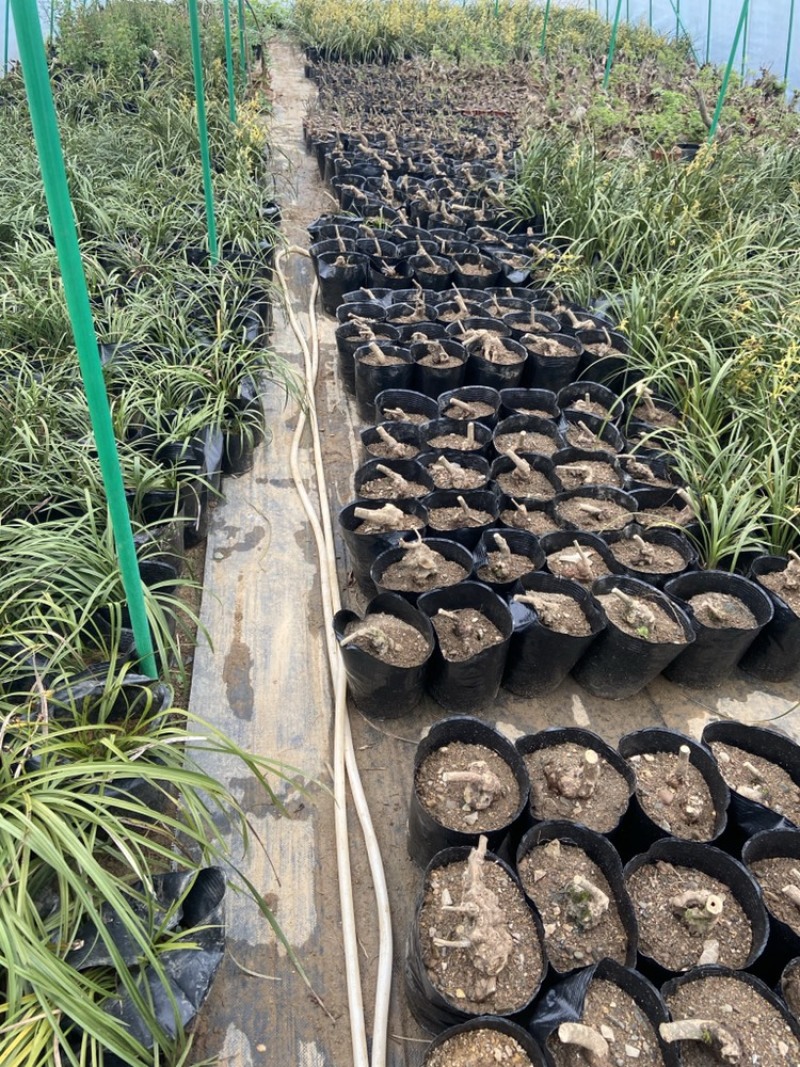 黄荆疙瘩黄荆树桩黄金树黄精疙瘩黄金疙瘩黄荆