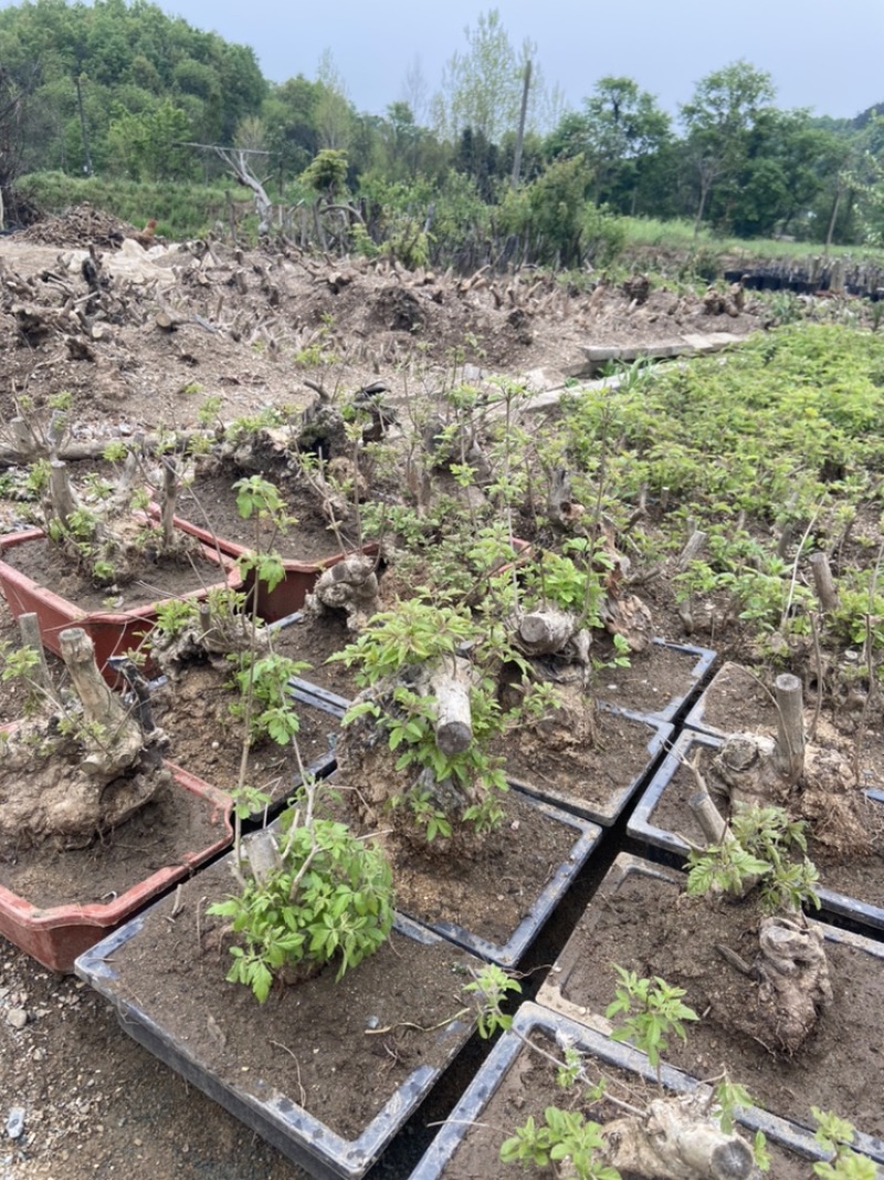 黄荆疙瘩黄荆树桩黄金树黄精疙瘩黄金疙瘩黄荆