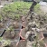 黄荆疙瘩黄荆树桩黄金树黄精疙瘩黄金疙瘩黄荆