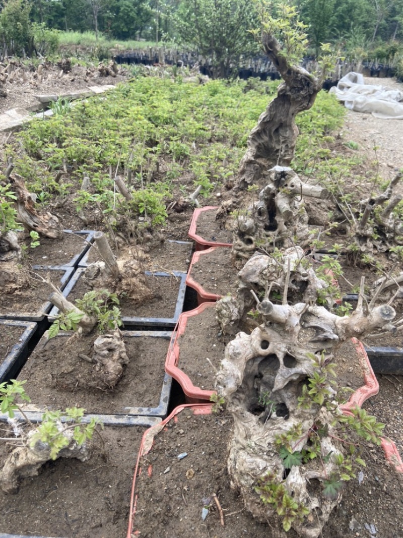 黄荆疙瘩黄荆树桩黄金树黄精疙瘩黄金疙瘩黄荆