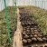 黄荆疙瘩黄荆树桩黄金树黄精疙瘩黄金疙瘩黄荆