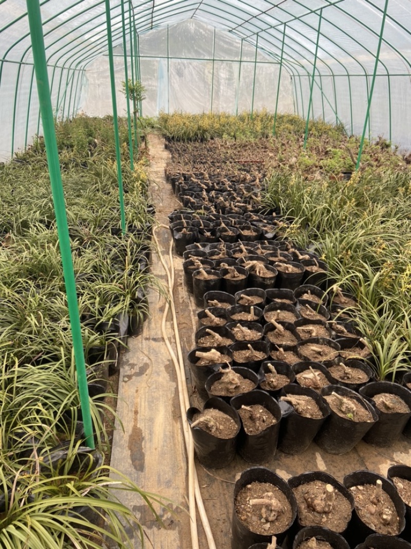 黄荆疙瘩黄荆树桩黄金树黄精疙瘩黄金疙瘩黄荆