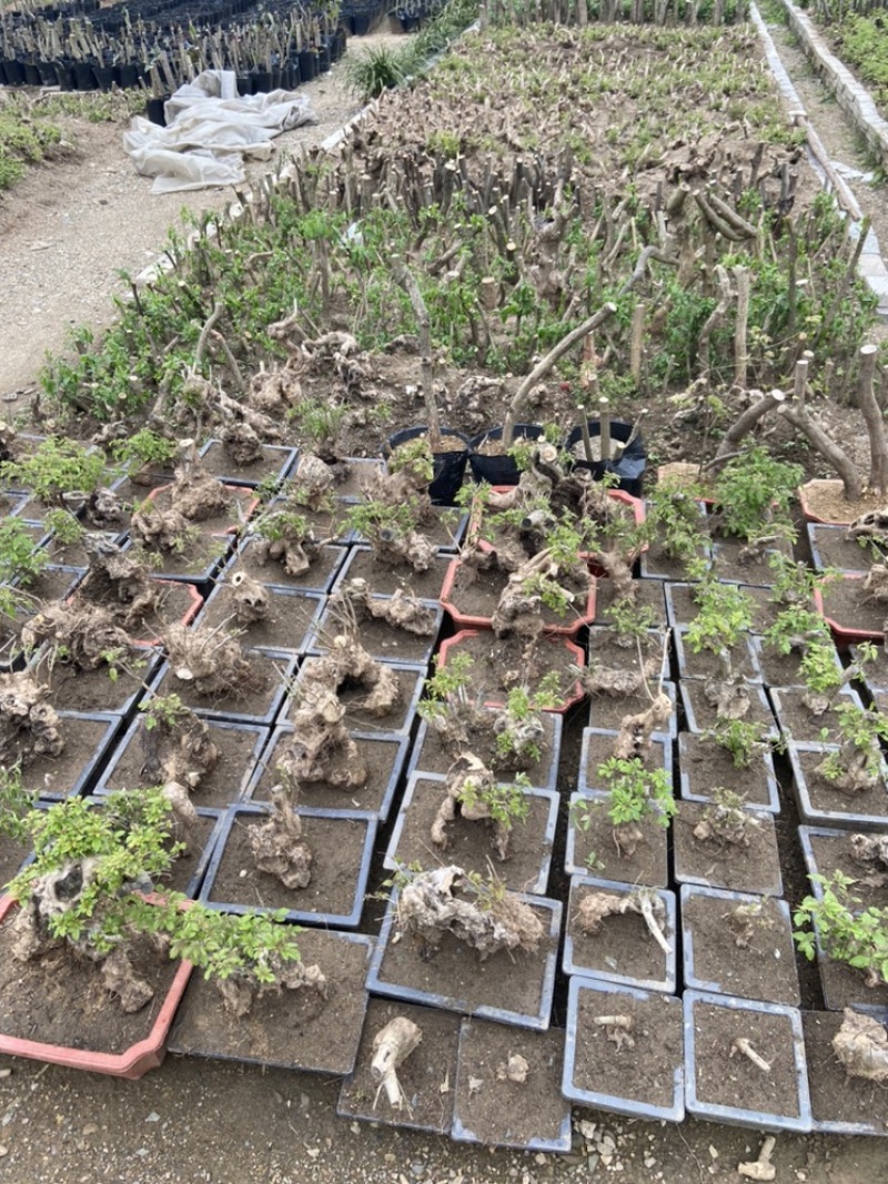 黄荆疙瘩黄荆树桩黄金树黄精疙瘩黄金疙瘩黄荆